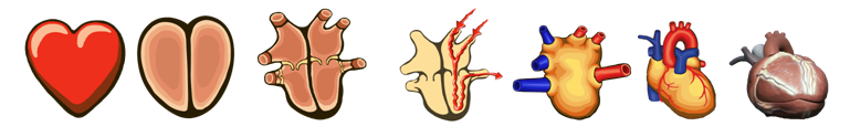 Die Herzdarstellung entwickelt sich vom stilisierten Herz bis zum anatomischen 3D-Modell